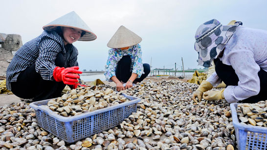 Nghia Hung district's 500-hectare coastal clam farming area meets ASC international standards